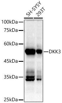 DKK3 Rabbit mAb