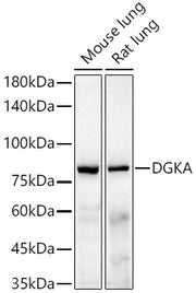 DGKA Rabbit mAb