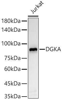 DGKA Rabbit mAb
