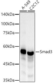 [KO Validated] Smad3 Rabbit mAb
