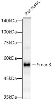 [KO Validated] Smad3 Rabbit mAb