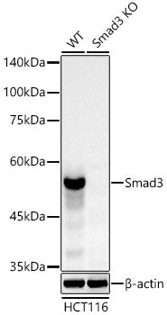 [KO Validated] Smad3 Rabbit mAb