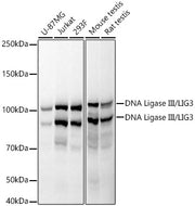 DNA Ligase III/LIG3 Rabbit mAb