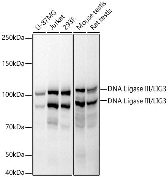 DNA Ligase III/LIG3 Rabbit mAb