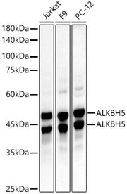 ALKBH5 Rabbit mAb