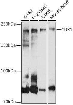 CUX1 Rabbit pAb