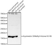 Asymmetric DiMethyl-Histone H3-R8 Rabbit mAb