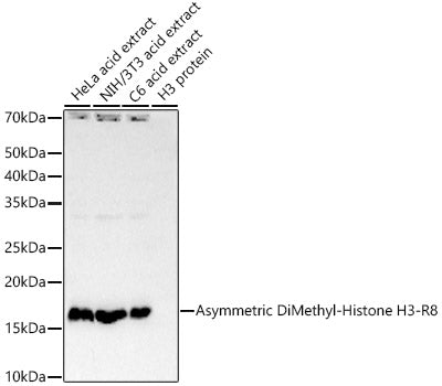 Asymmetric DiMethyl-Histone H3-R8 Rabbit mAb