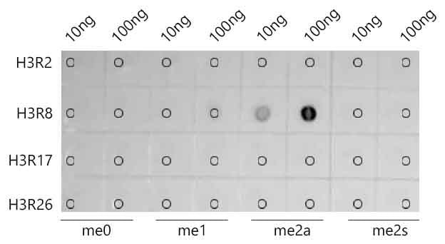 Asymmetric DiMethyl-Histone H3-R8 Rabbit mAb