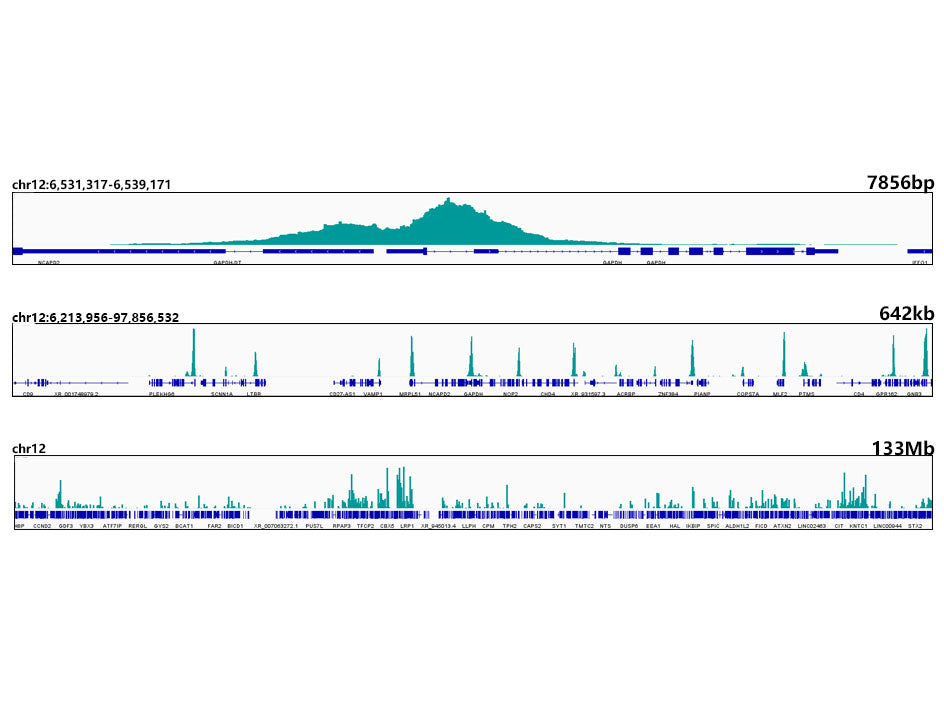 TriMethyl-Histone H3-K4 Rabbit mAb