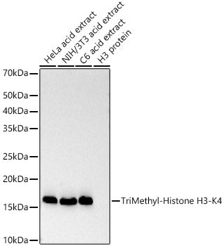 TriMethyl-Histone H3-K4 Rabbit mAb