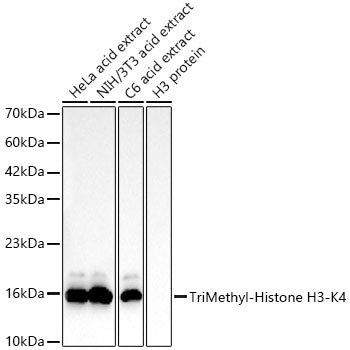 TriMethyl-Histone H3-K4 Rabbit mAb