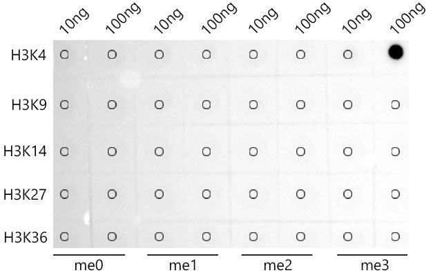 TriMethyl-Histone H3-K4 Rabbit mAb
