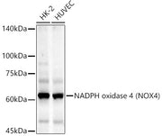 NADPH oxidase 4 (NOX4) Rabbit mAb