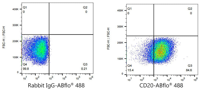 ABflo® 488 Rabbit anti-Human/Monkey CD20 mAb