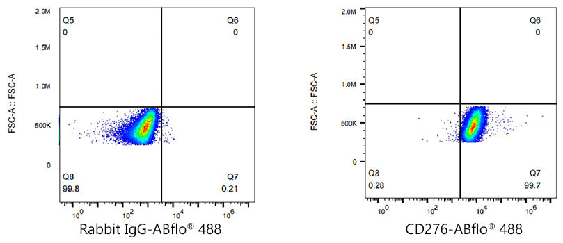 ABflo® 488 Rabbit anti-Human/Mouse CD276/B7-H3 mAb