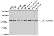 ALIX / PDCD6IP Rabbit pAb