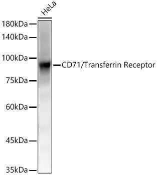 [KO Validated] CD71/Transferrin Receptor Rabbit mAb