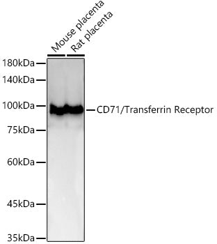 [KO Validated] CD71/Transferrin Receptor Rabbit mAb