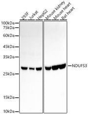 NDUFS3 Rabbit mAb
