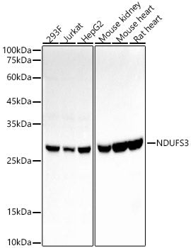 NDUFS3 Rabbit mAb
