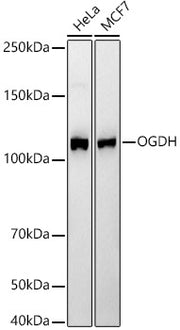OGDH Rabbit mAb