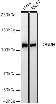 OGDH Rabbit mAb