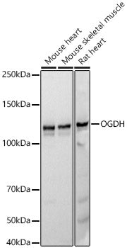 OGDH Rabbit mAb