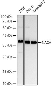 NACA Rabbit mAb