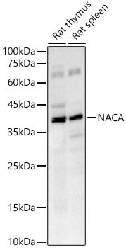 NACA Rabbit mAb