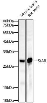 StAR Rabbit mAb