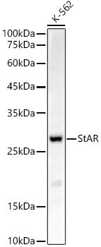 StAR Rabbit mAb