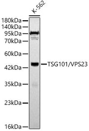 TSG101/VPS23 Rabbit pAb