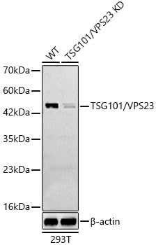 TSG101/VPS23 Rabbit pAb