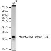 MonoMethyl-Histone H3-K27 Rabbit mAb