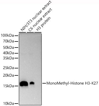 MonoMethyl-Histone H3-K27 Rabbit mAb