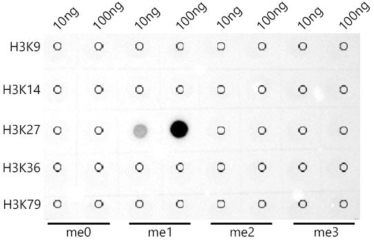 MonoMethyl-Histone H3-K27 Rabbit mAb