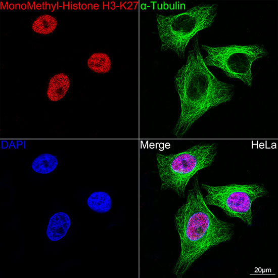 MonoMethyl-Histone H3-K27 Rabbit mAb