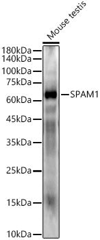 SPAM1 Rabbit mAb