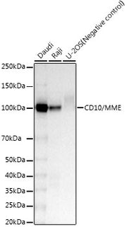 CD10/MME Rabbit mAb