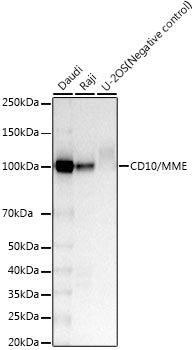 CD10/MME Rabbit mAb