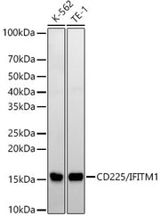 CD225/IFITM1 Rabbit mAb