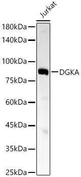 DGKA Rabbit mAb