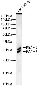 PGAM5 Rabbit mAb