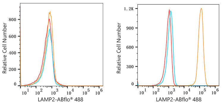 ABflo® 488 Rabbit anti-Human LAMP2 mAb