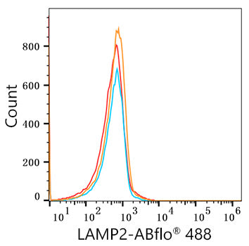 ABflo® 488 Rabbit anti-Human LAMP2 mAb