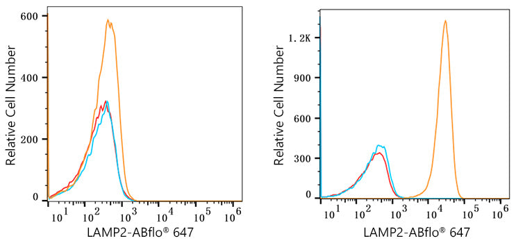 ABflo® 647 Rabbit anti-Human LAMP2 mAb