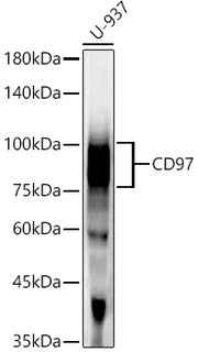 CD97 Rabbit mAb