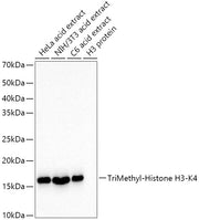 TriMethyl-Histone H3-K4 Rabbit mAb