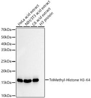 TriMethyl-Histone H3-K4 Rabbit mAb